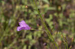 San Antonio false foxglove